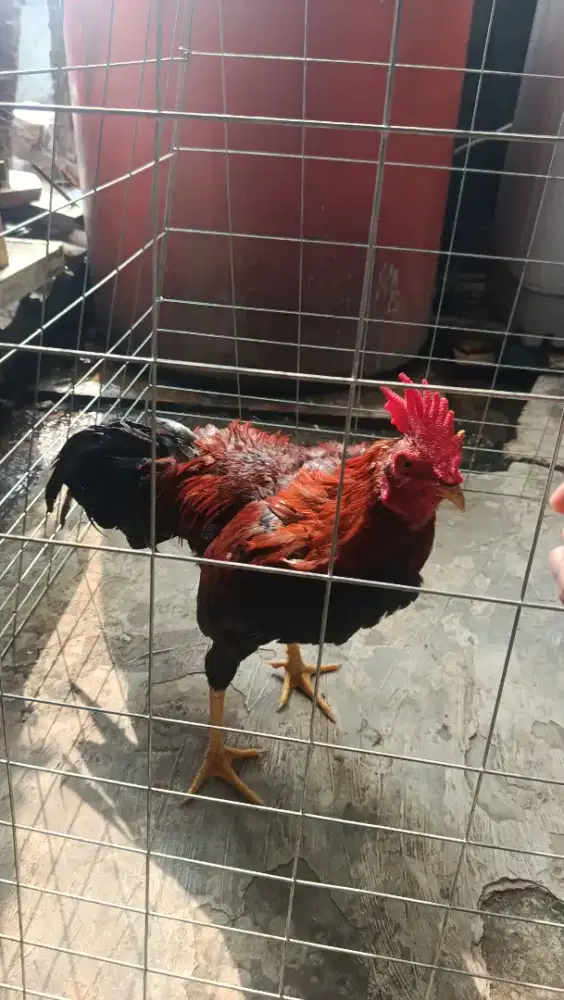 AYAM KAMPUNG X PAMA USIA 6 BULAN