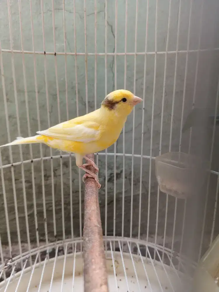 Burung kenari jantan