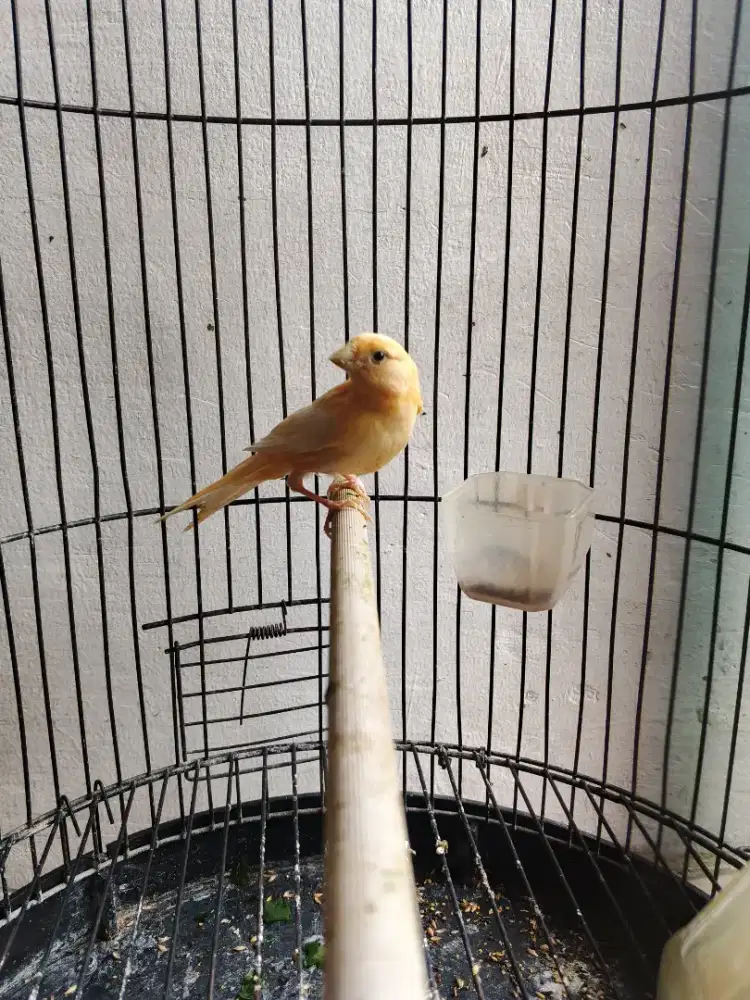 Burung kenari jantan
