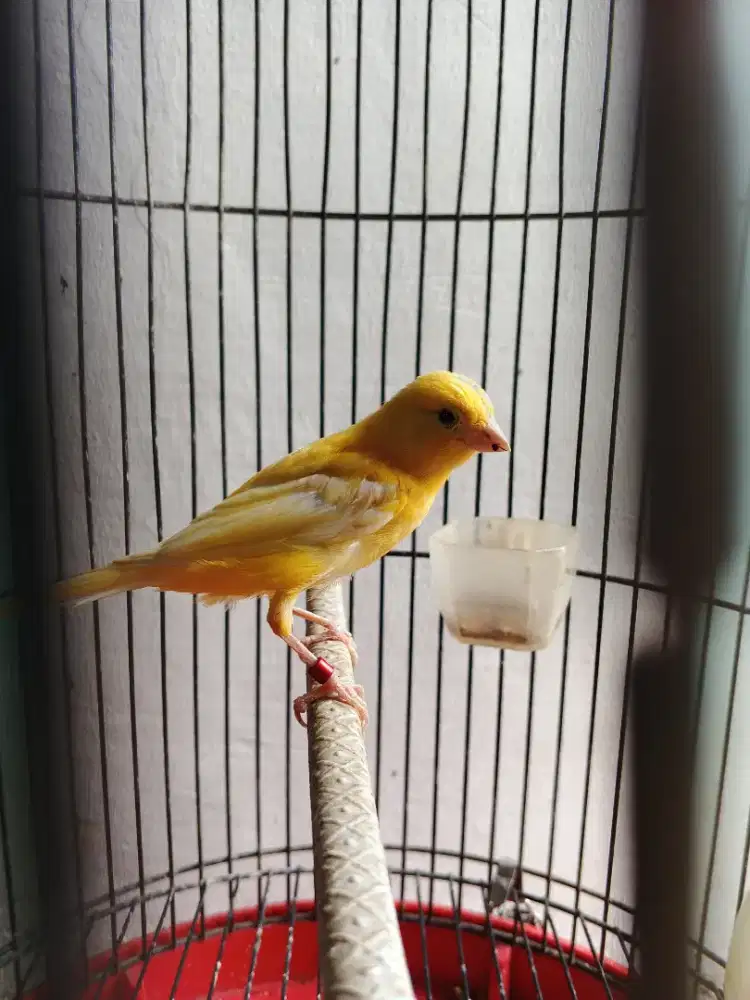 Burung kenari jantan