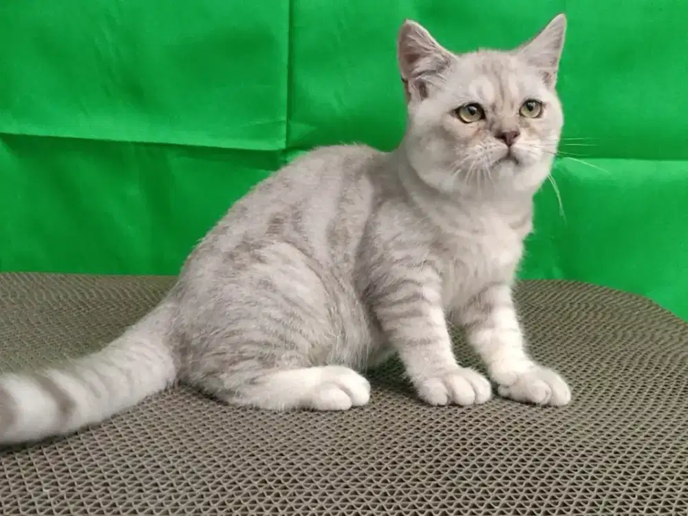 Kitten British shorthair BSH silver jantan