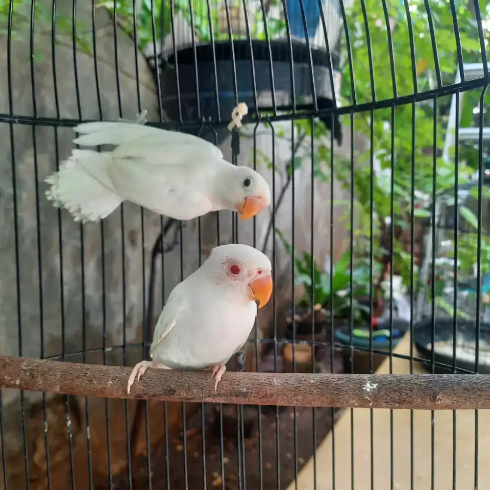 Lobebird beby mandiri albino mata merah