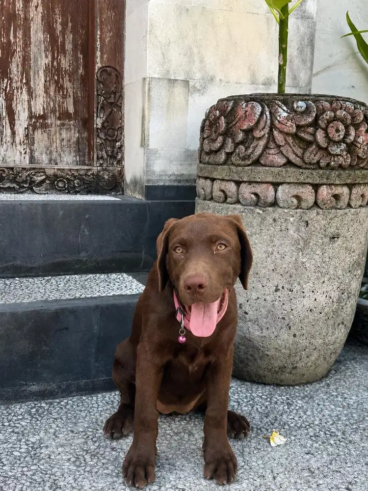 Choco Labrador Pure