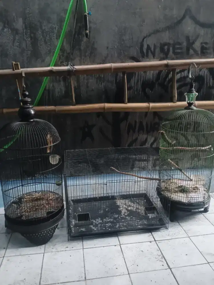 SANGKAR KOTAK DAN KAPSUL