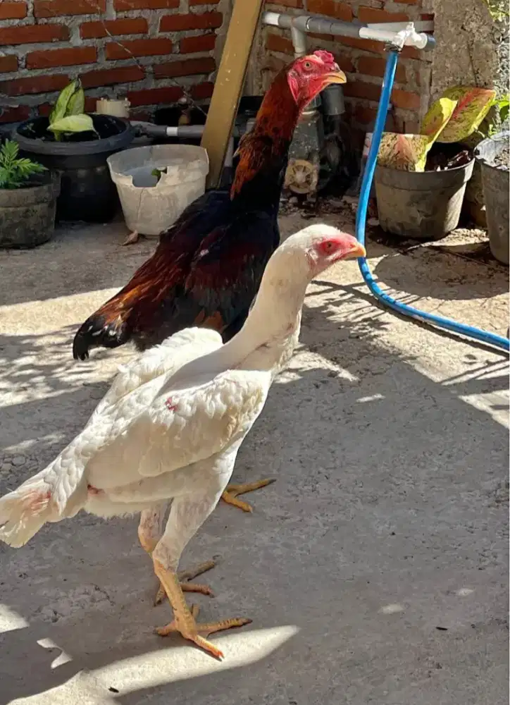 Shamo eropa sepasang postur nilai sendiri