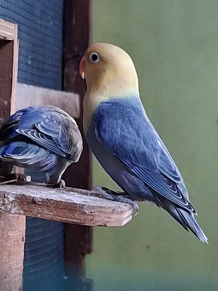 Sepasang lovebird Biola PB Dark Vio