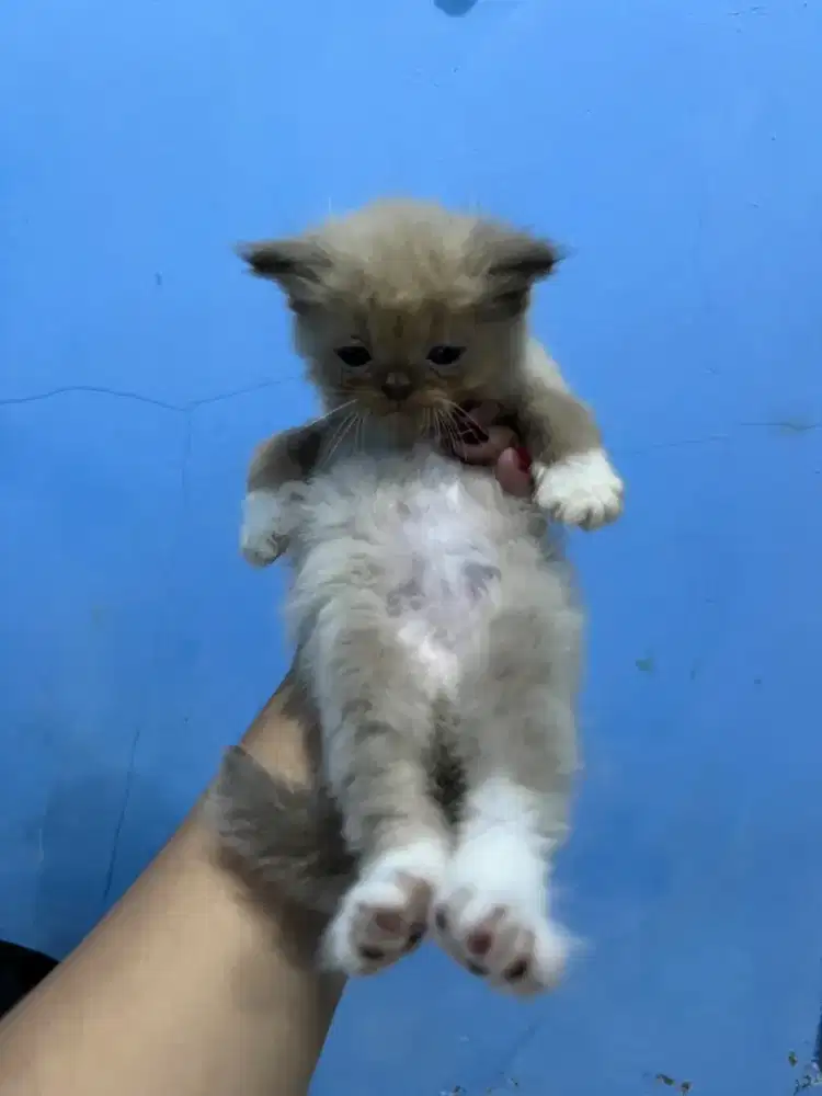 Kucing kitten Himalaya mix Persia