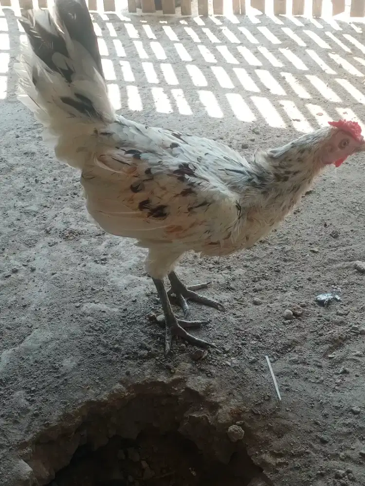 Betina Ayam Ketawa Trah Durasi