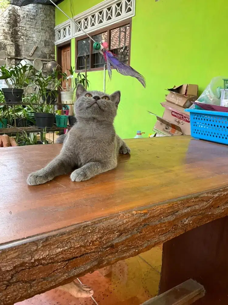 Kitten Brithis short Hair (BSH) solid blue non ped