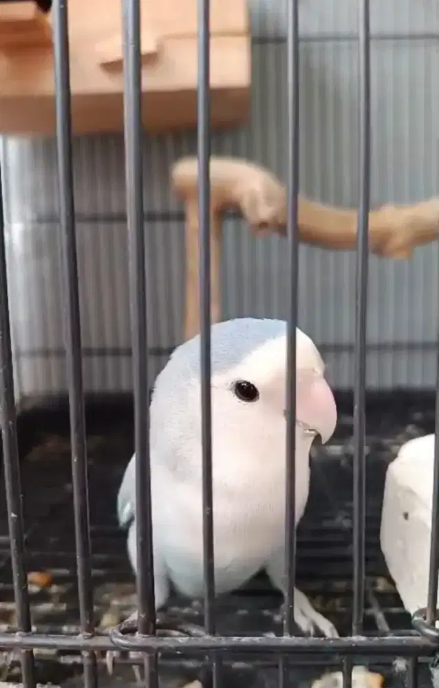 Lovebird Nonklep Plus Kandang Jantan Indukan Durasi Panjang