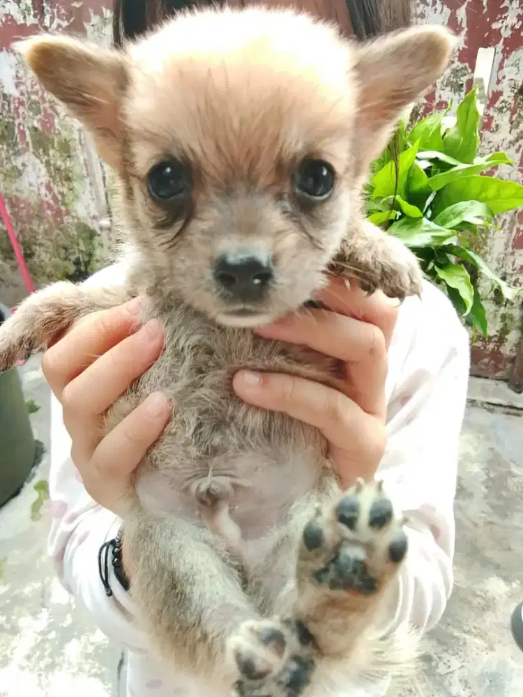 Anak anjing ras Chorgie mix Minipom