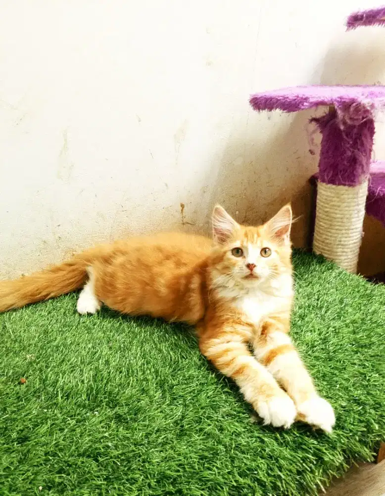 Kitten MaineCoon Betina Pure No mix. Induk Cfa Show Quality