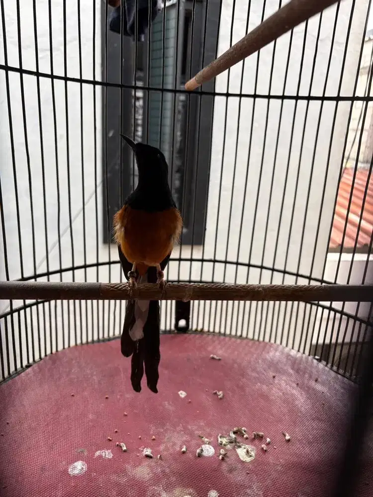 Burung Murai Batu Ring
