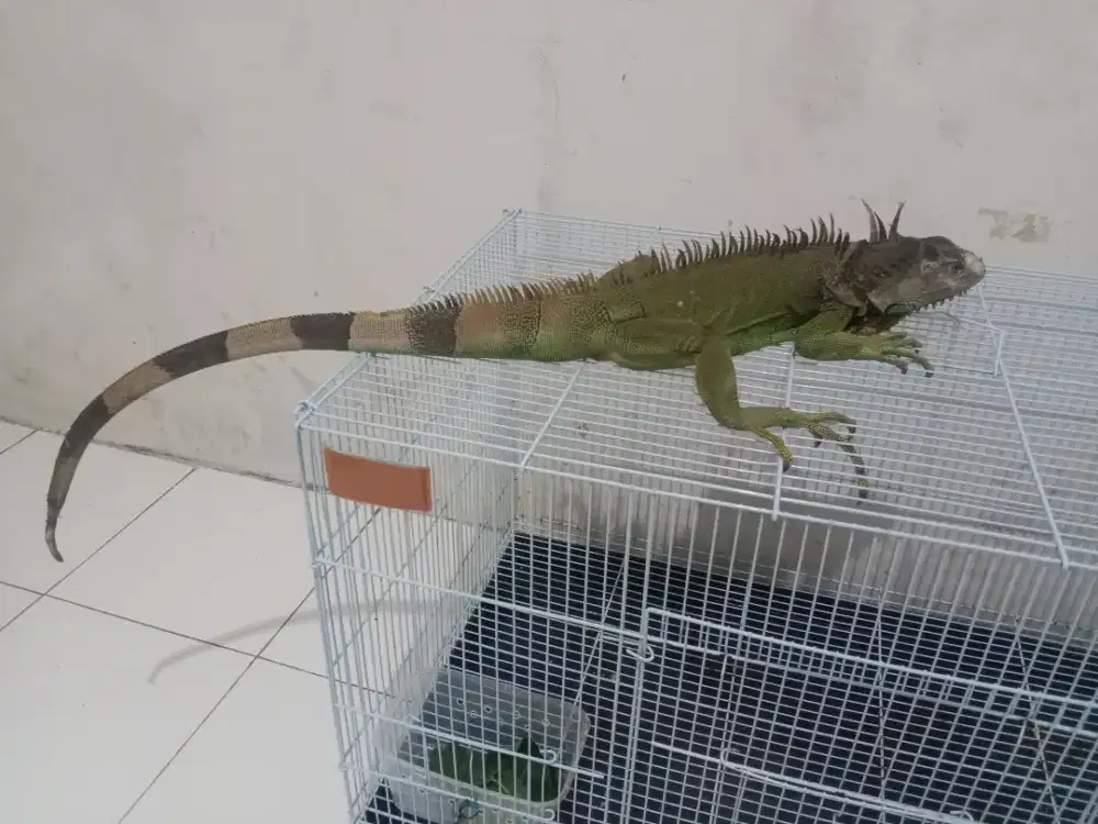 kadal iguana jantan