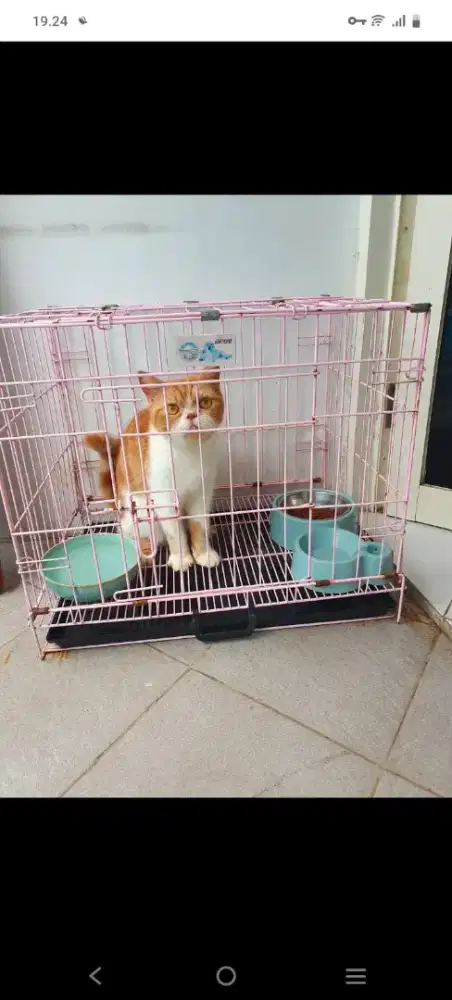 Dijual kandang dan kucing sudah steril
