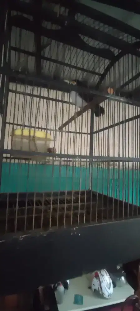 Jalak suren rawatan