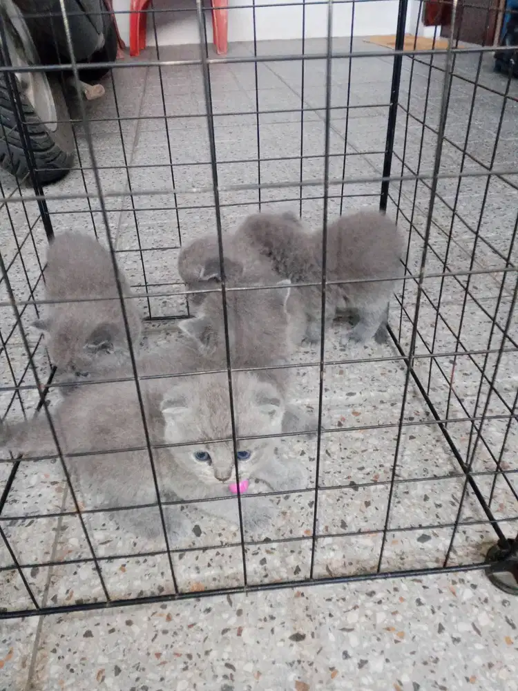Jual Bsh kitten