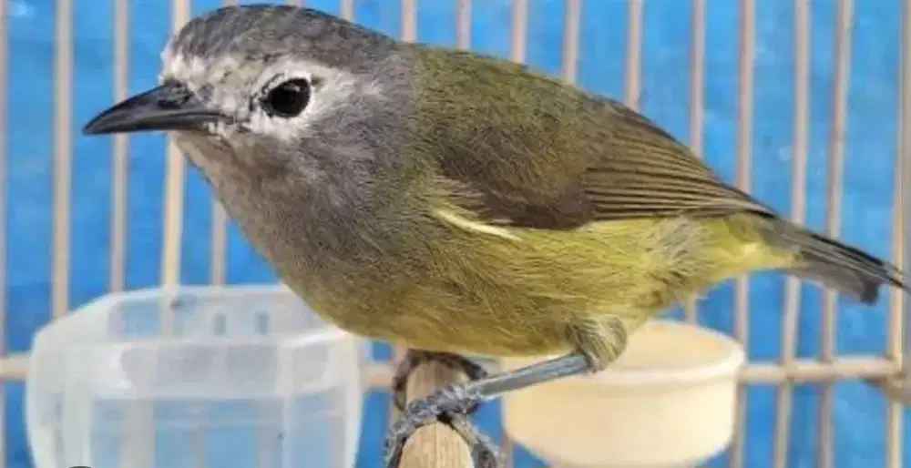Burung opyor jawa