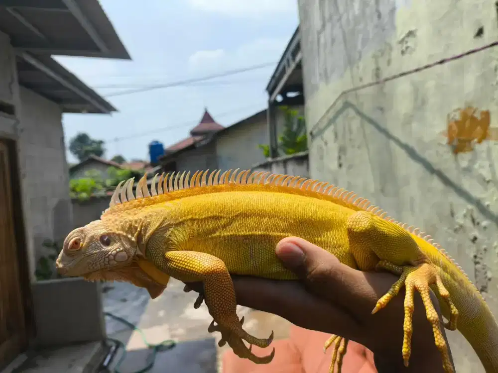 Iguana albino jantan