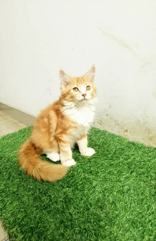 Kitten MaineCoon Betina Pure No mix. Induk ped Cfa Maine Coon
