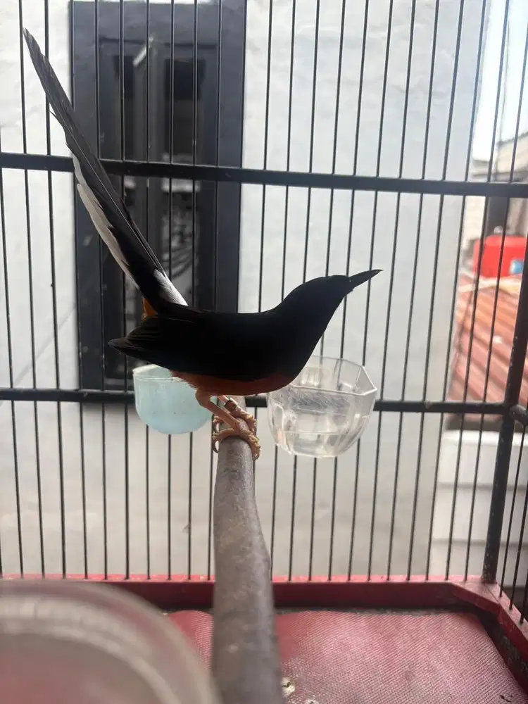 Burung Murai Ring