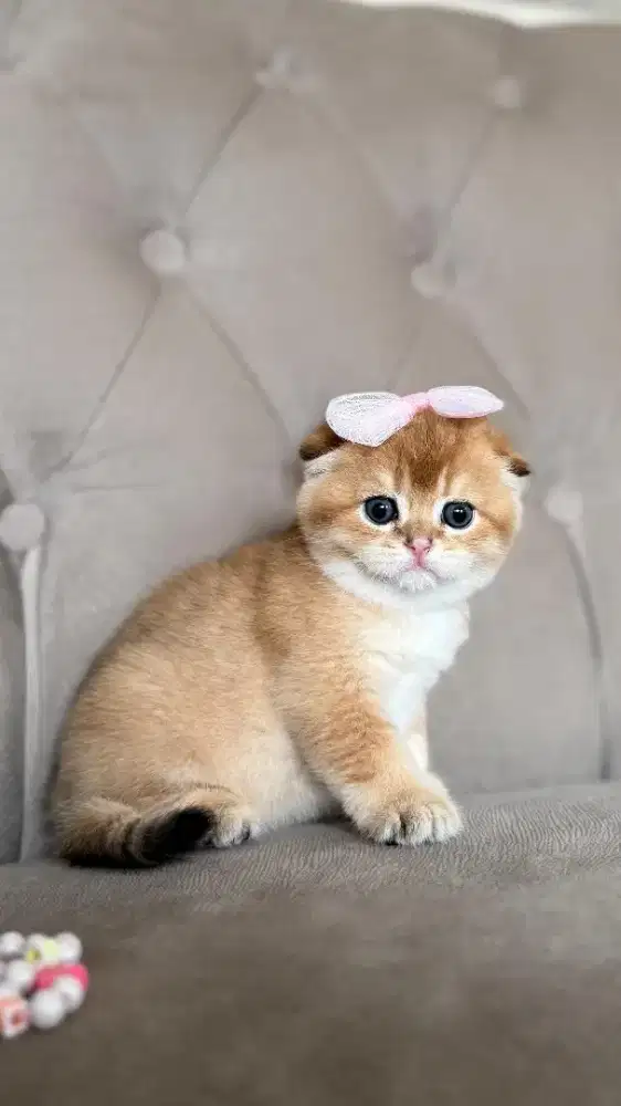 scottish fold golden betina kitten anak import