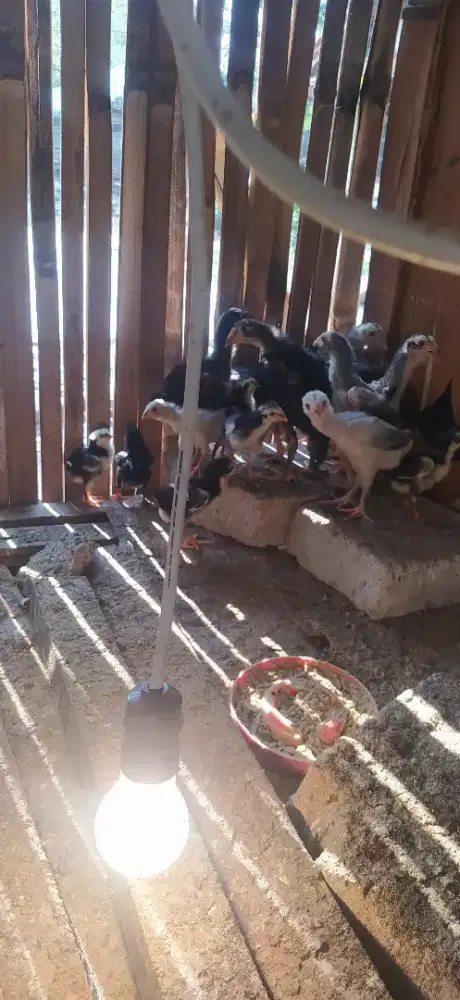 Anak  ayam  bangkok,   usia  3 hari- 1  bulan.