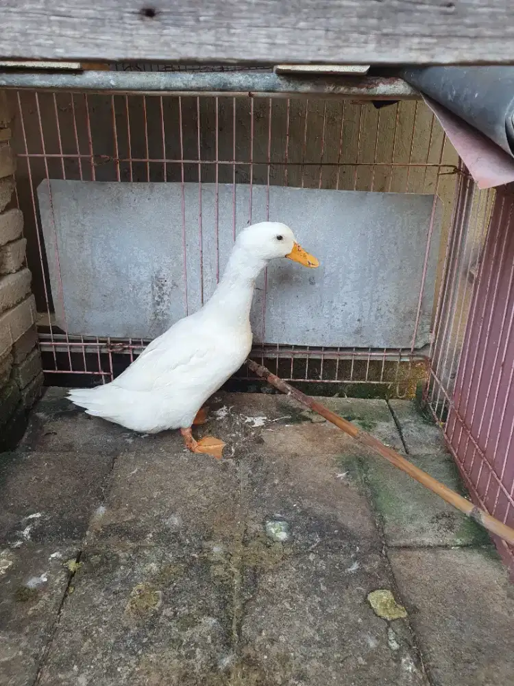Bebek peking putih