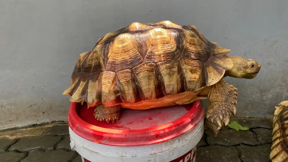 Kura kura sulcata