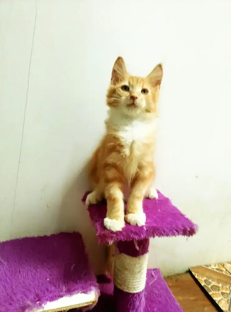 Kitten maineCoon Jantan Pure No mix.