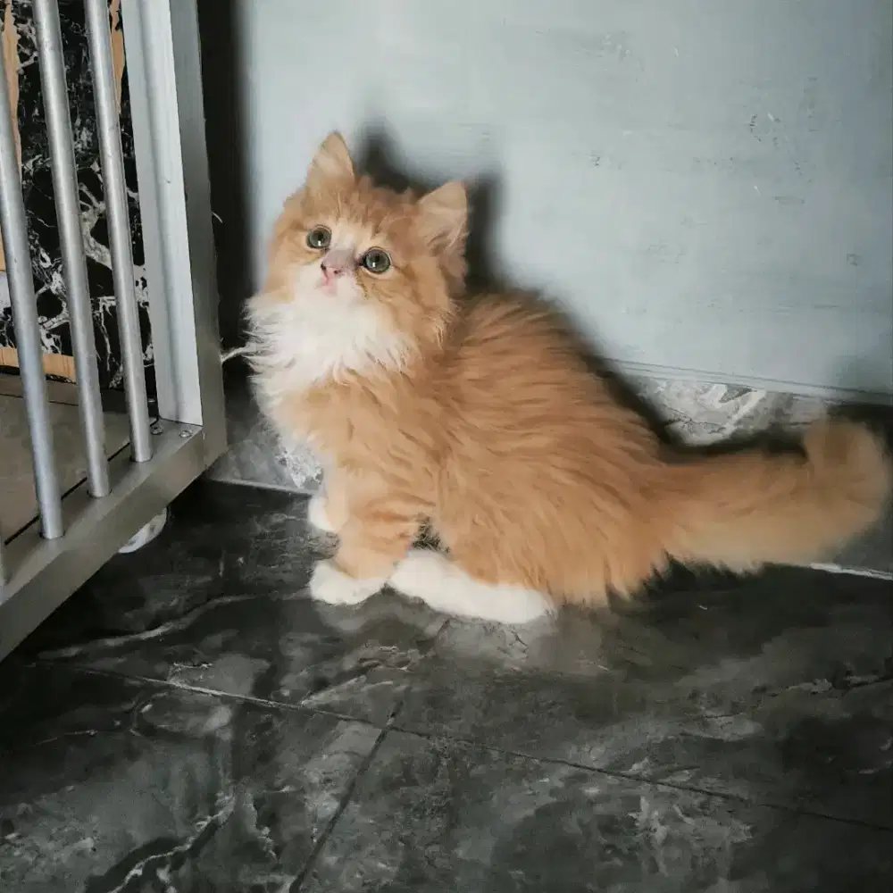 kucing persia kitten