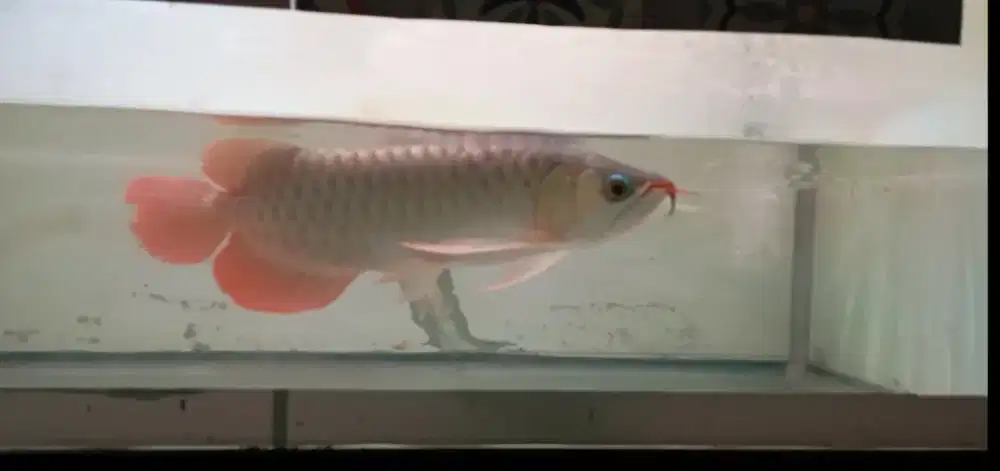 Arwana Super Red 35 cm