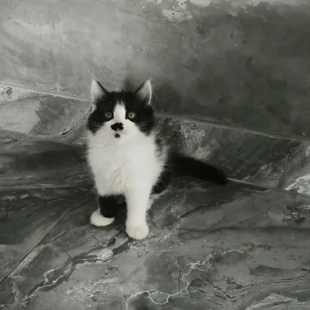 kucing persia kitten