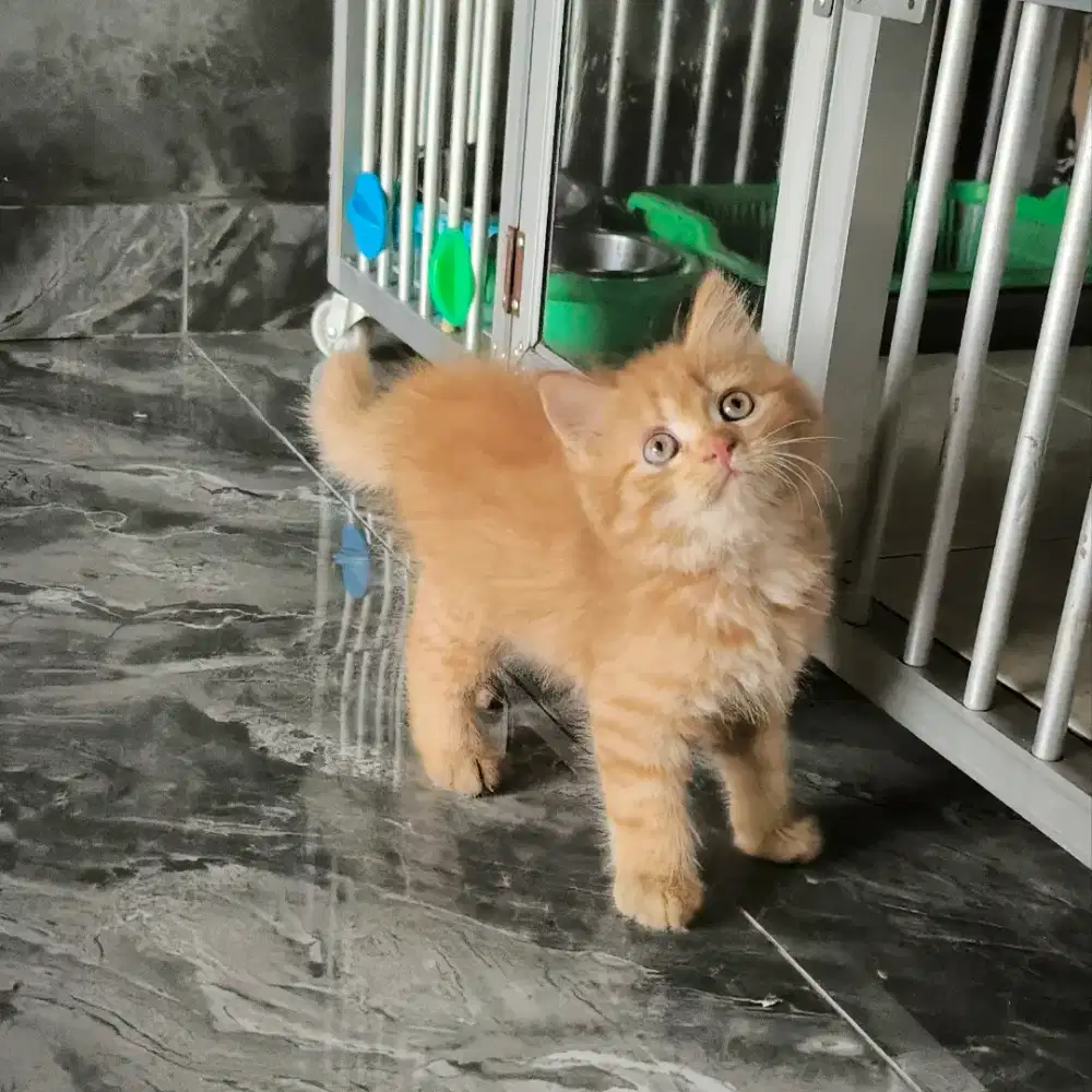 kucing persia kitten