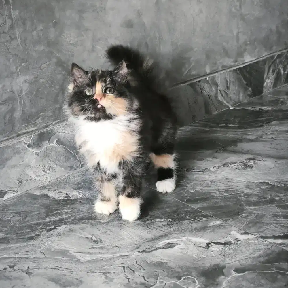 kucing persia kitten