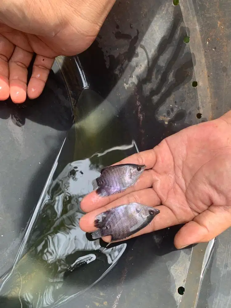 Bibit gurame ukuran 2jari