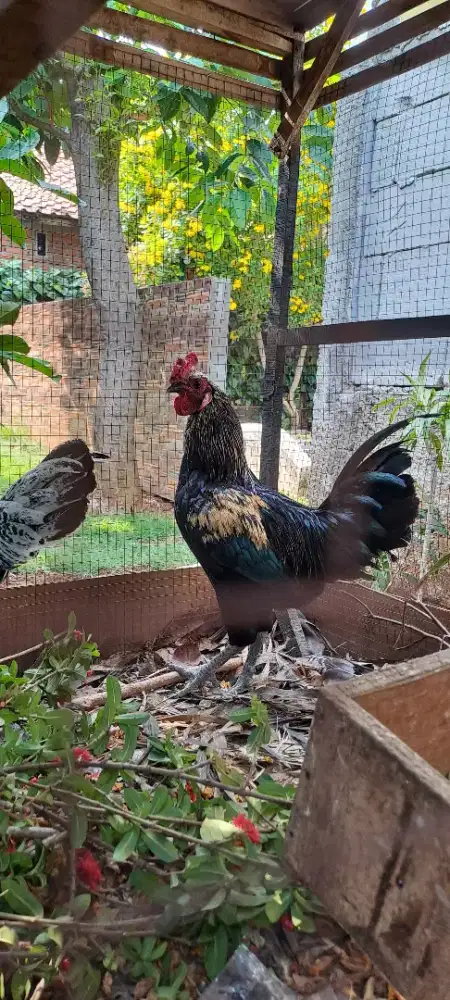 Jantan cemani persilangan
