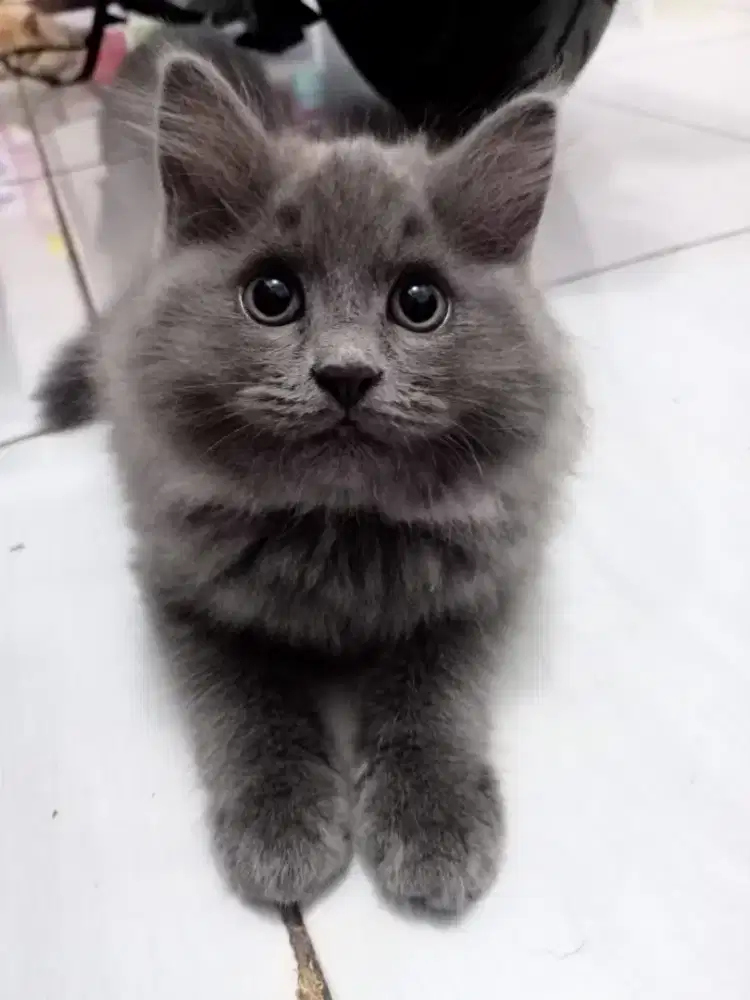 Anak kucing persia l/kitten persia  jantan/kucing  persia jantan