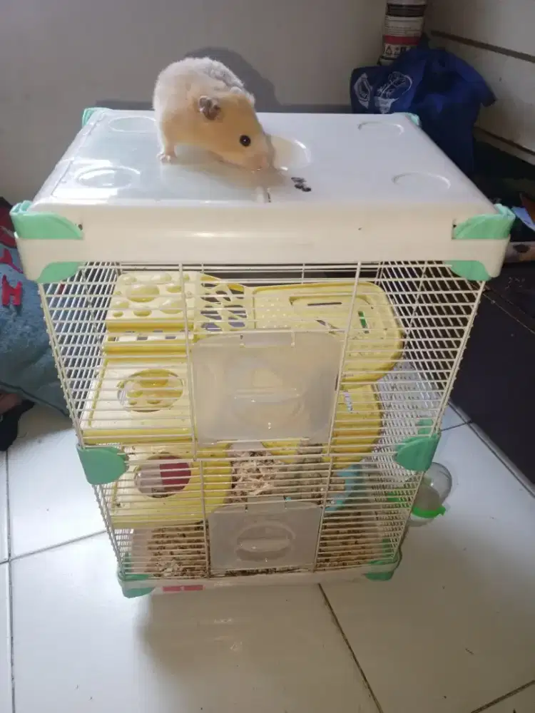 Dijual Hamster.