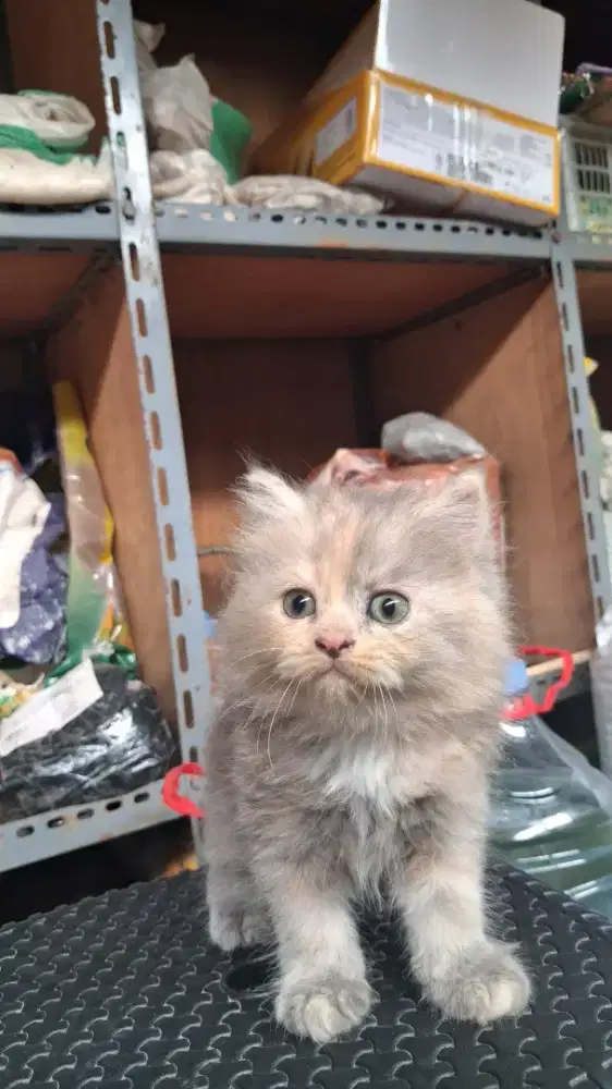Kucing persia betina abu sedikit oren 2bln up