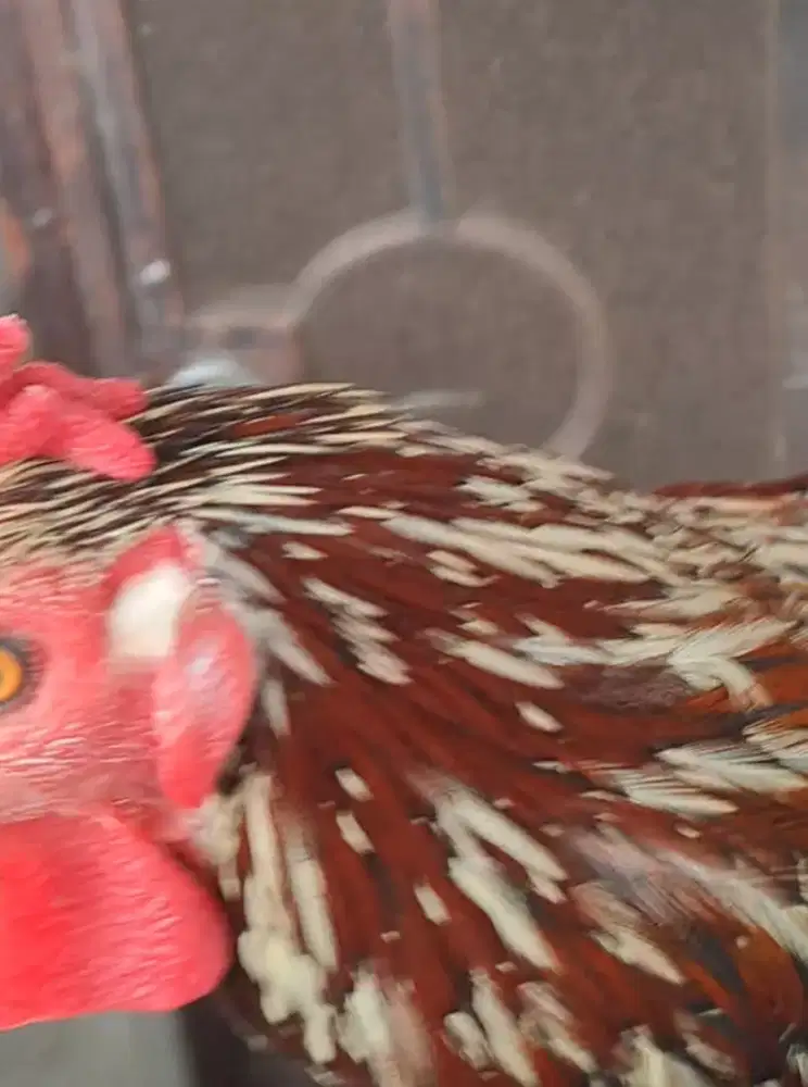 Ayam ketawa jantan warna bulu bagus, jengger belakang mirip TANDUK