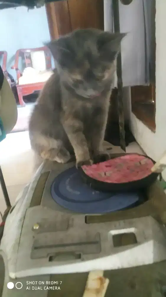 Abu2 Torti 4 bulan up betina