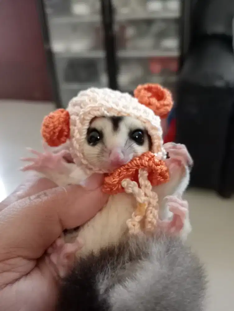 Sugar glider joey jantan Jinak Siap Kawin