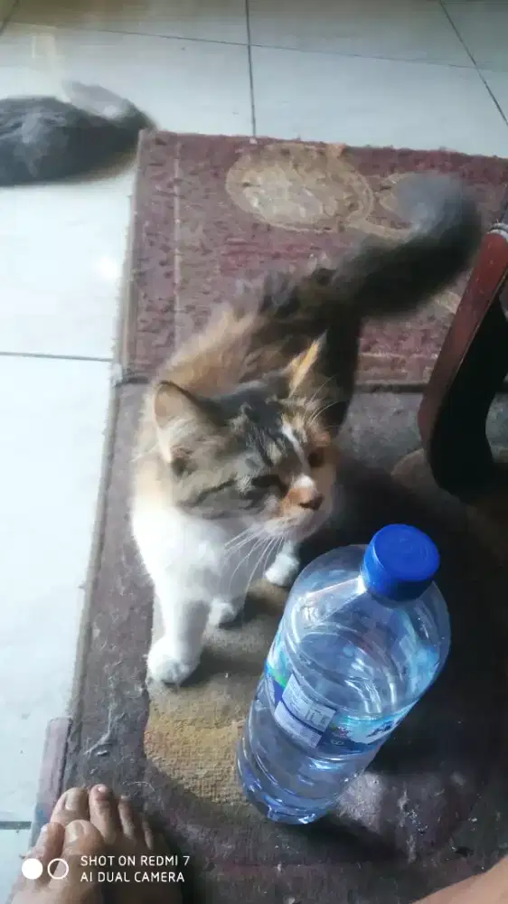 Calico 5 bulanan gembul
