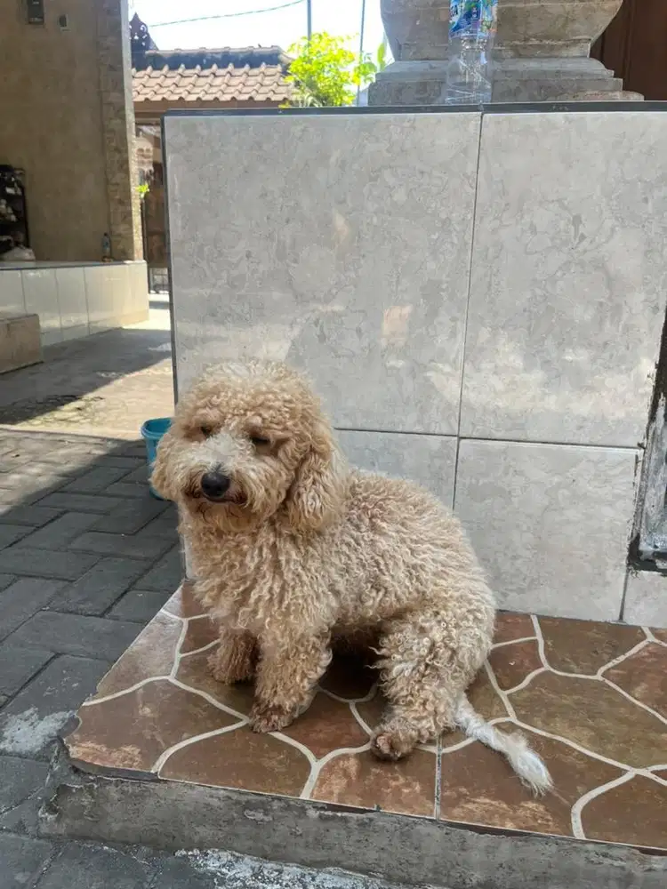 Poodle Jantan stambum