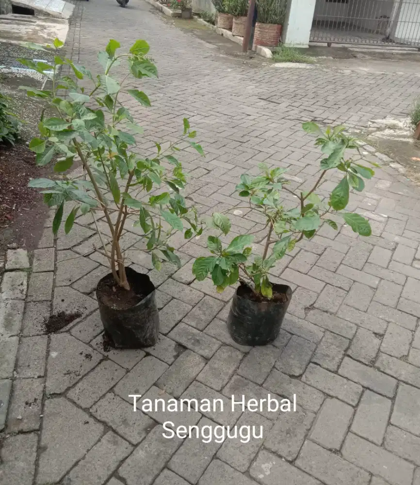 Tanaman Herbal Daun Senggugu