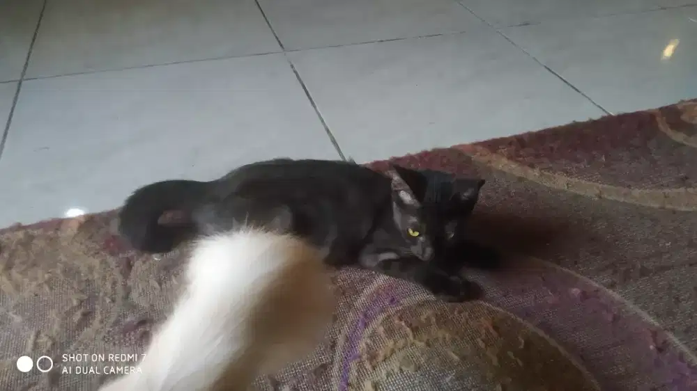 Kucing hitam betina 5bulan up