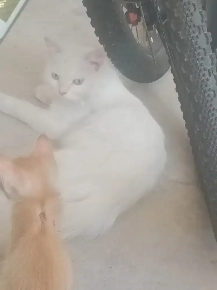 Open adop kucing Persia + anak mixdom
