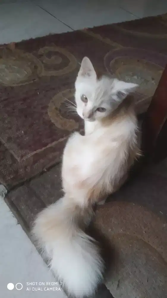 Puyen putih oyen betina gimbul