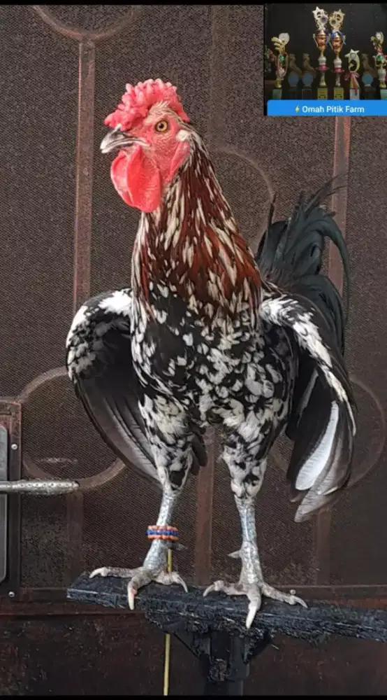 Ayam ketawa Jantan Murah..